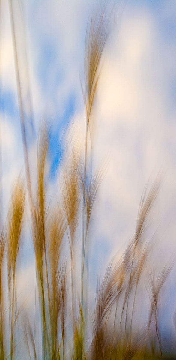 "Blurred Weeds#2"