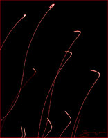 © 1980-2016 Gemignani, Fine Art Photography. All rights reserved.