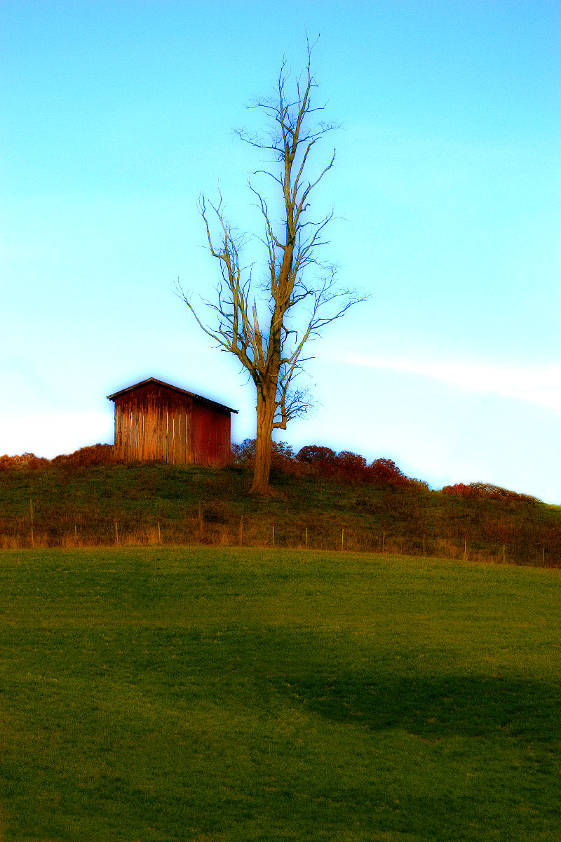 Barn and Dead Tree-Fancis Farm Road, Waynesville,NC