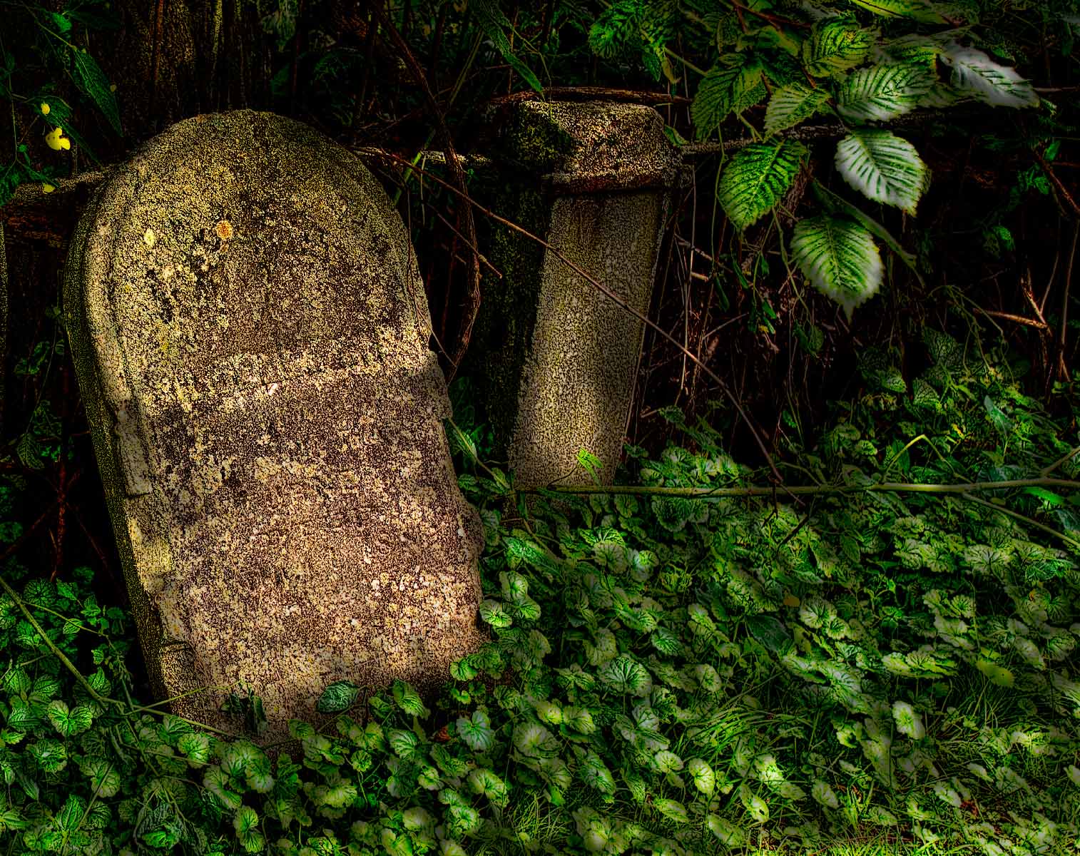 Morning Light in the Cemetery-Livingstonville,NC