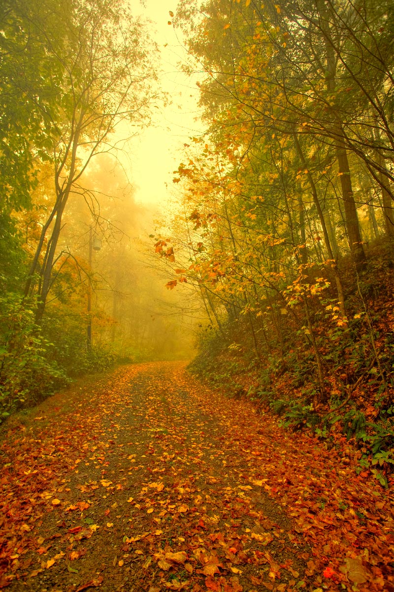 "Old Country Road in Fog"        <br>       Waynesville, NC