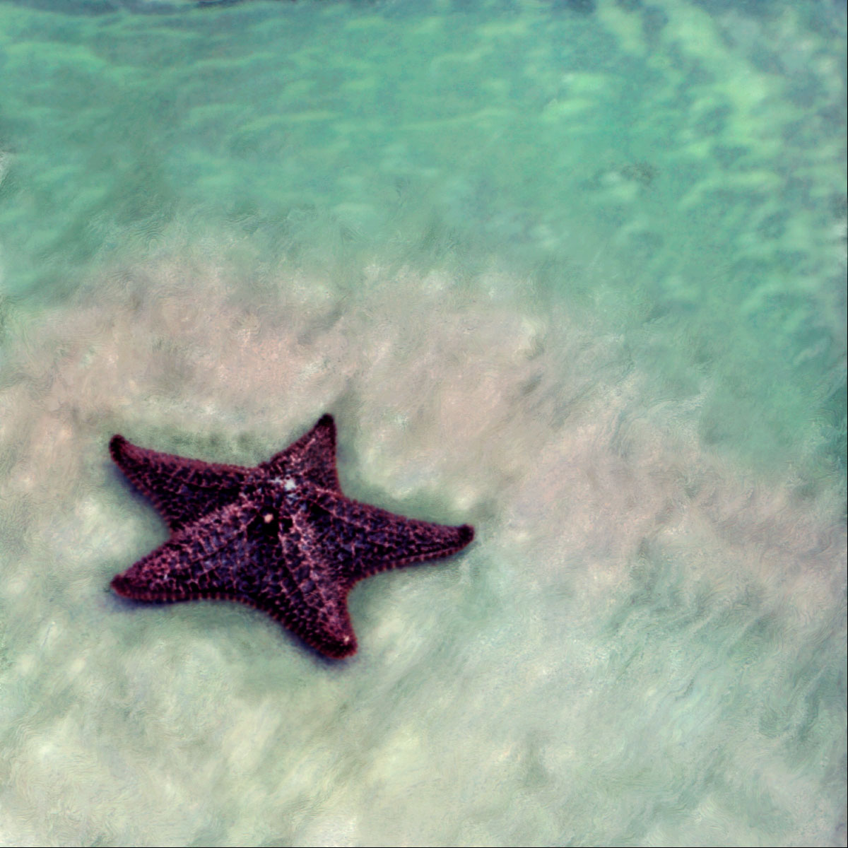 "Starfish on Beach at Water's Edge"<br> Del Ray Beach, FL