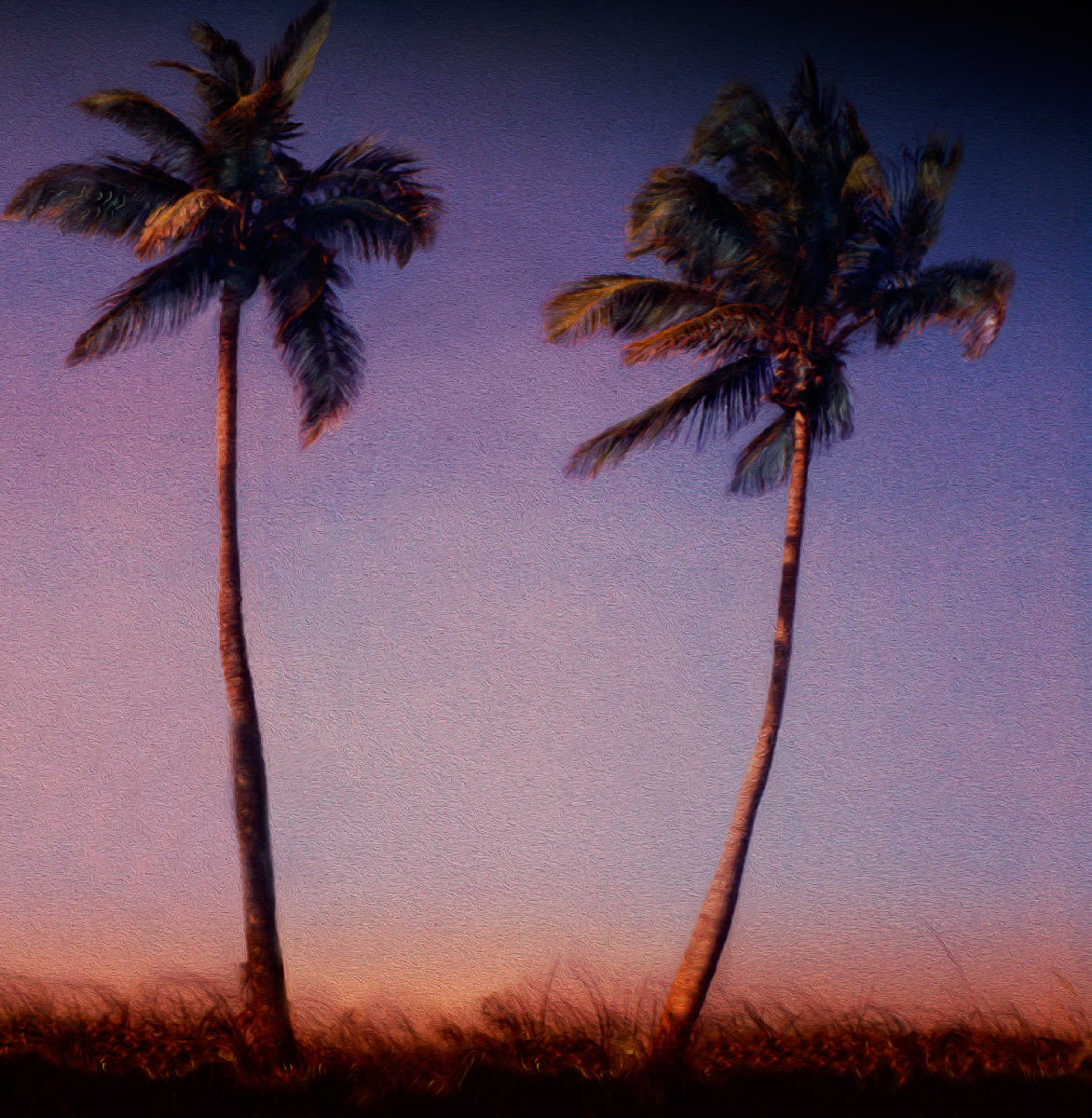 "Two Tall Palms and Weeds at Sunrise" <br>Hollywood Beach, FL