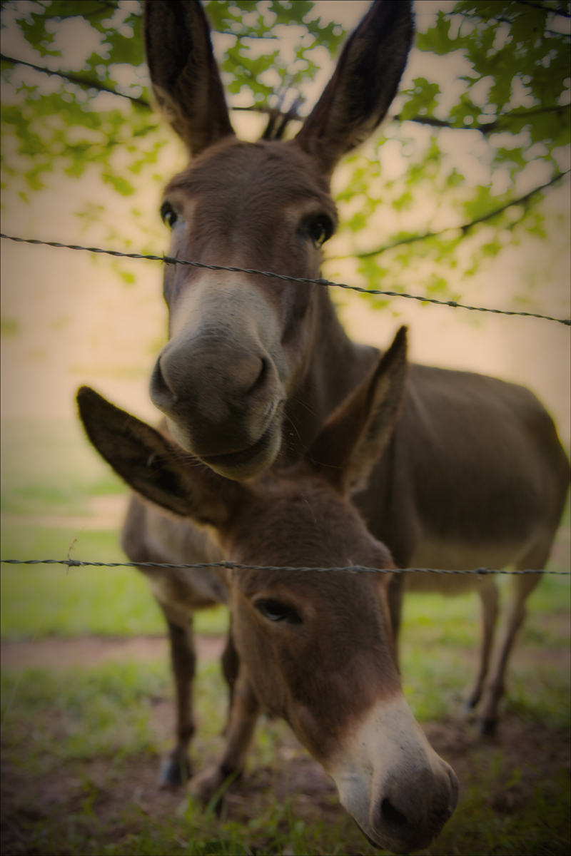 Mother and Son Donkey