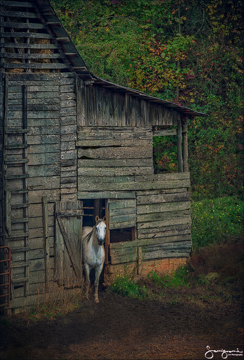 Horse Sense