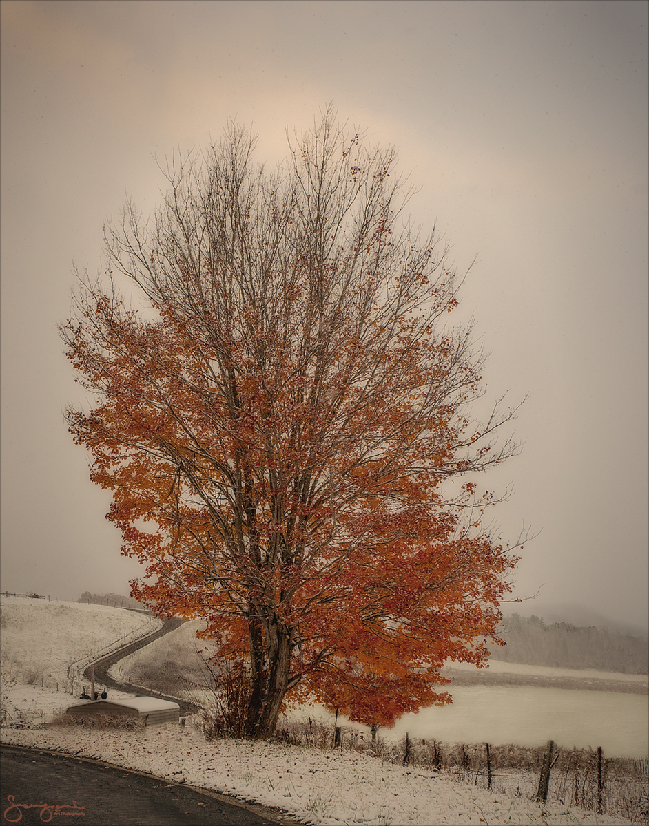 Winding Road and Fall Color Tree