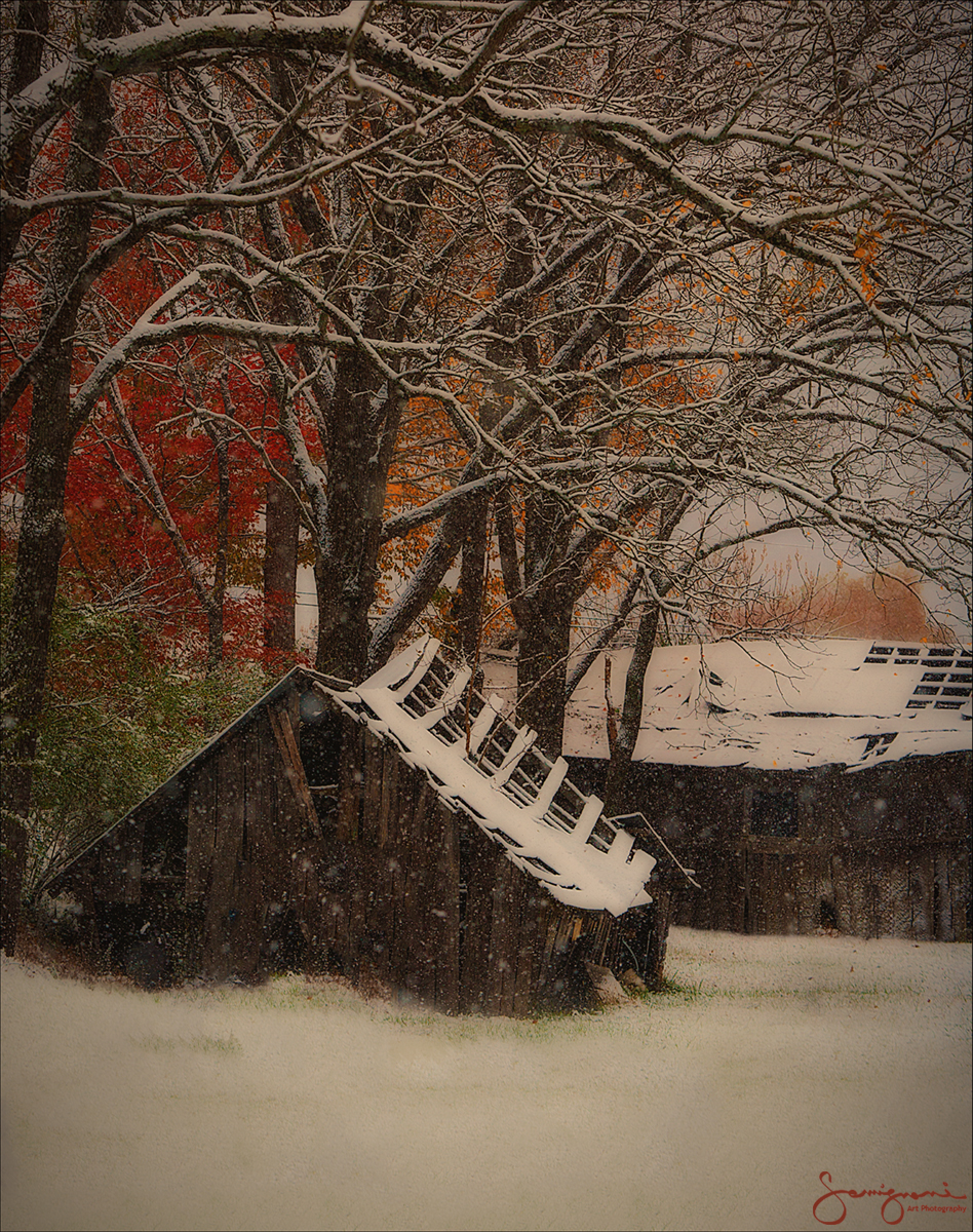 Barn Returning to Nature-J Creek, NC