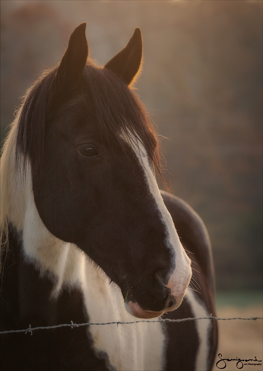 Horse Portrait 