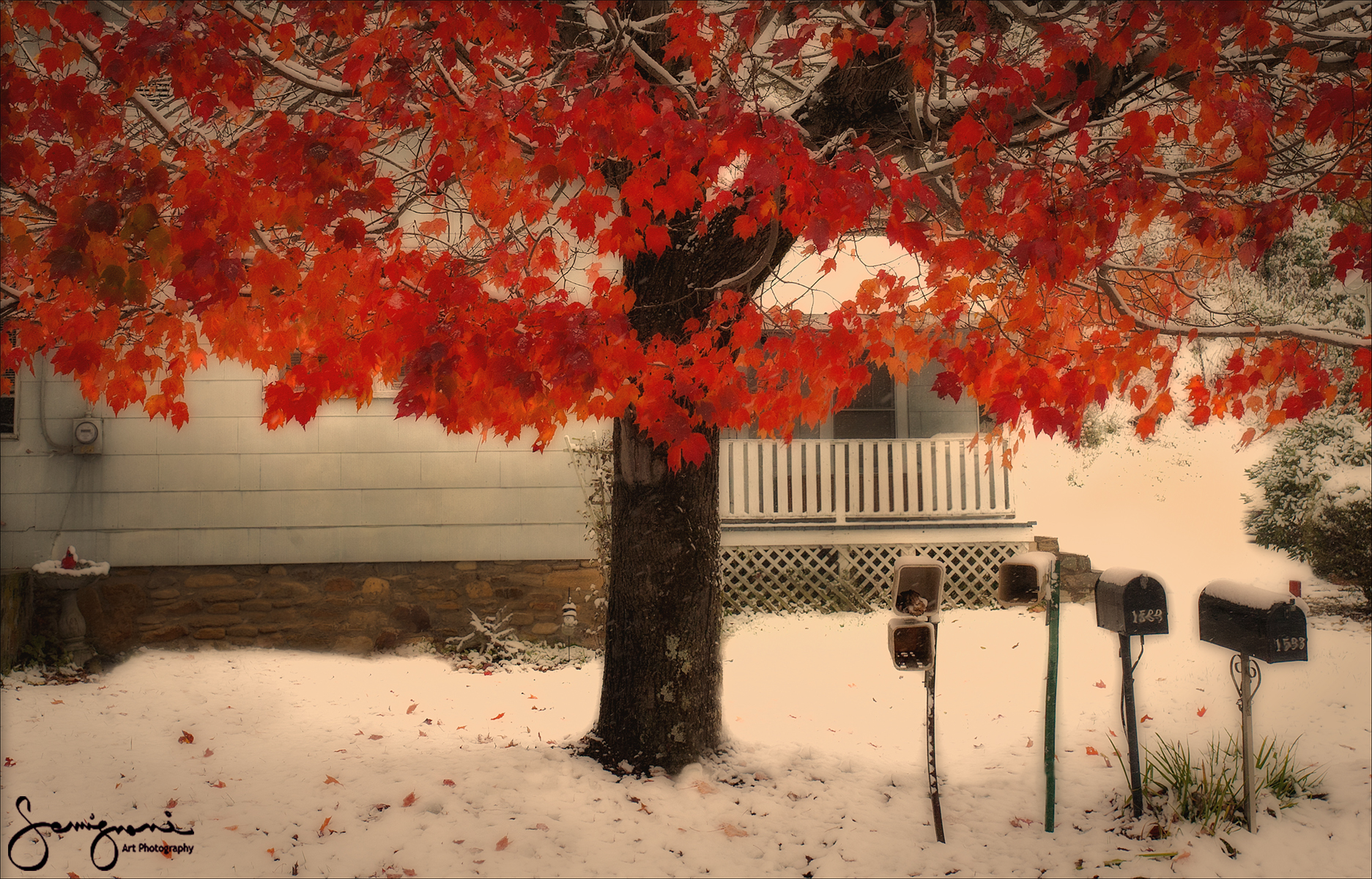 Fall Tree in Winter Light