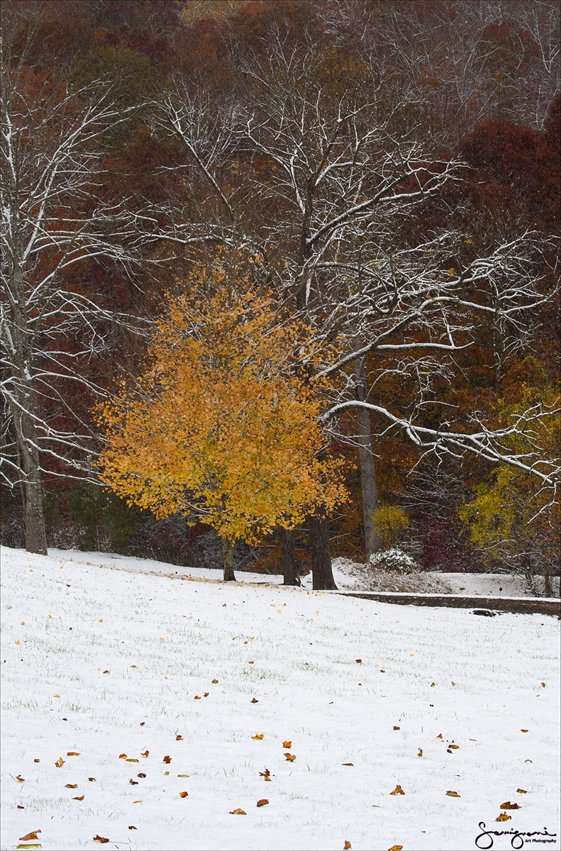 Contrast in Autumn