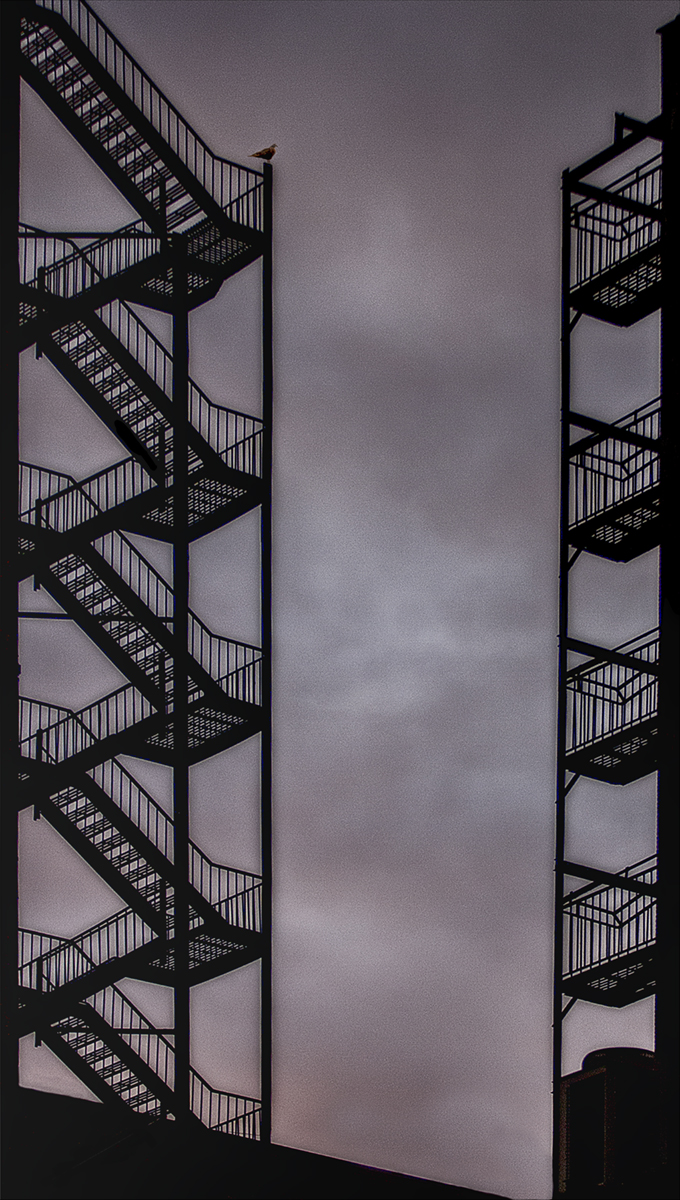 A Pigeon Sits on a Fire Escape, NYC