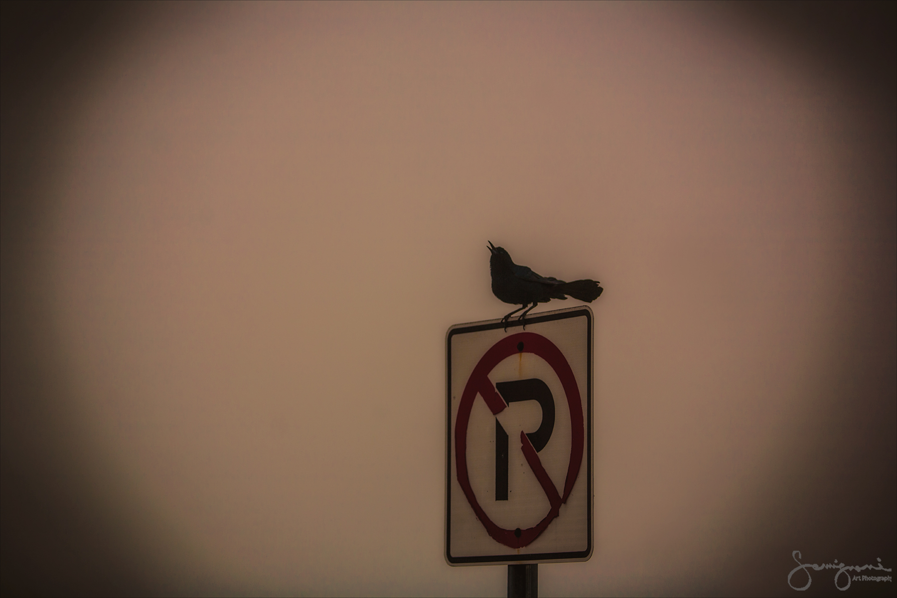 Song Bird, Key Biscayne, Miami