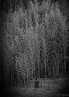 © 1980-2016 Gemignani, Fine Art Photography. All rights reserved.