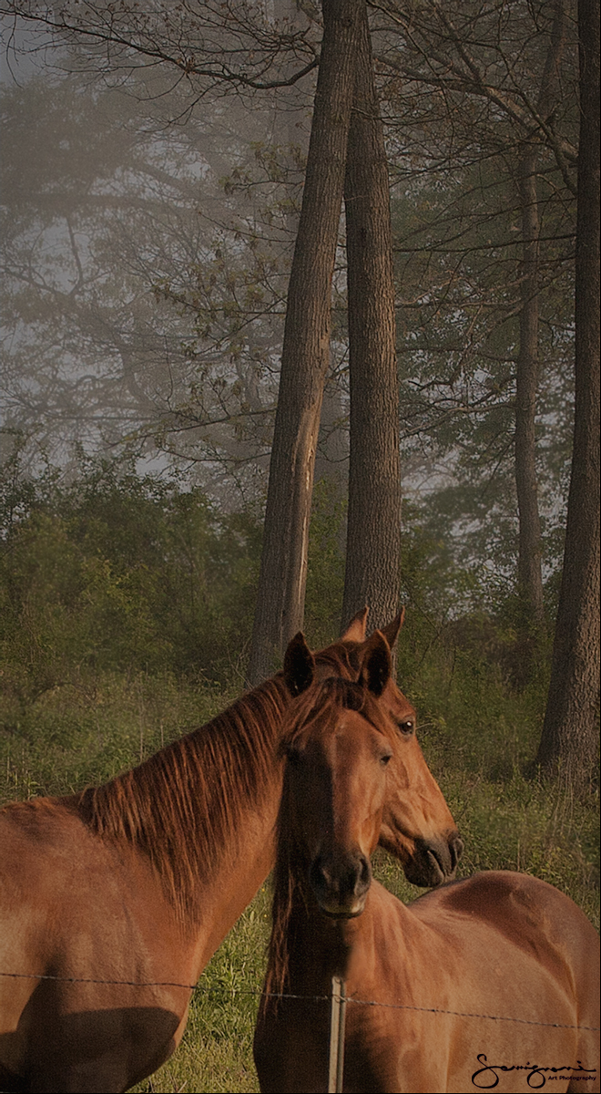 Two Beauties, Crabtree, NC