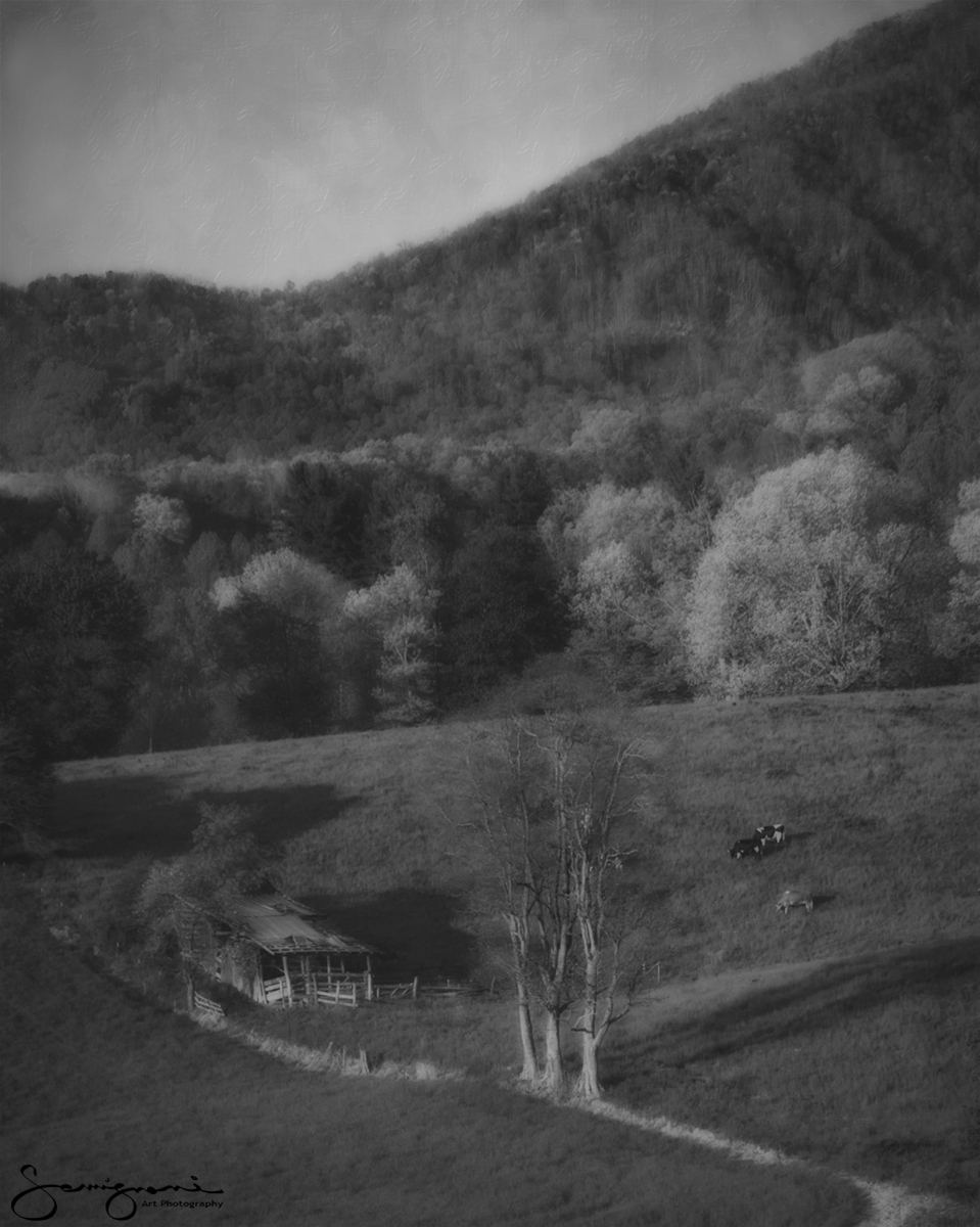 Cows and Old Barn B&W
