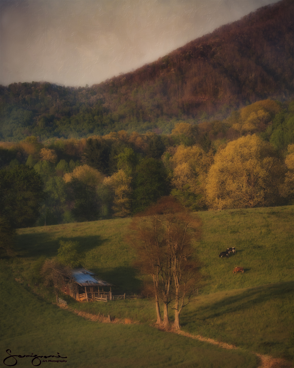 Cows and Old Barn
