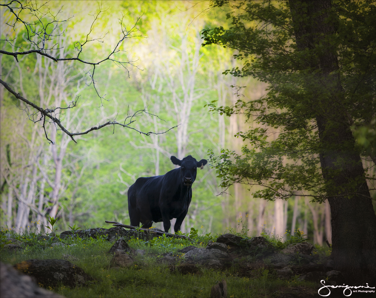 Black Cow, A Portrait