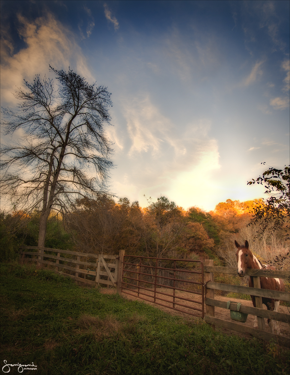 Horse in Stall, Gladys Fork Road, NC