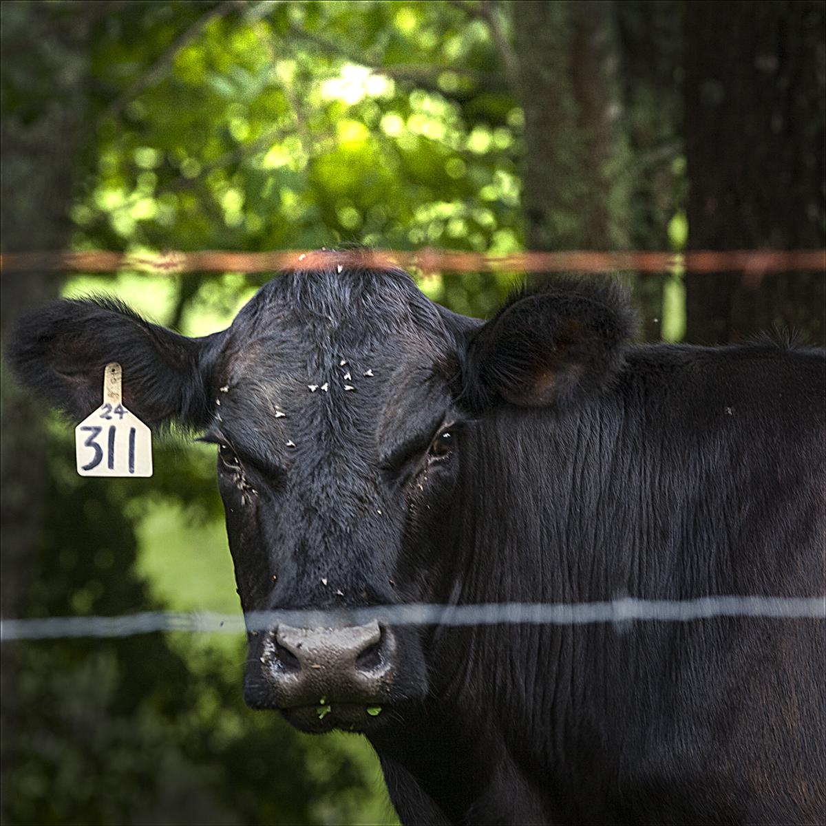 Angry Cow