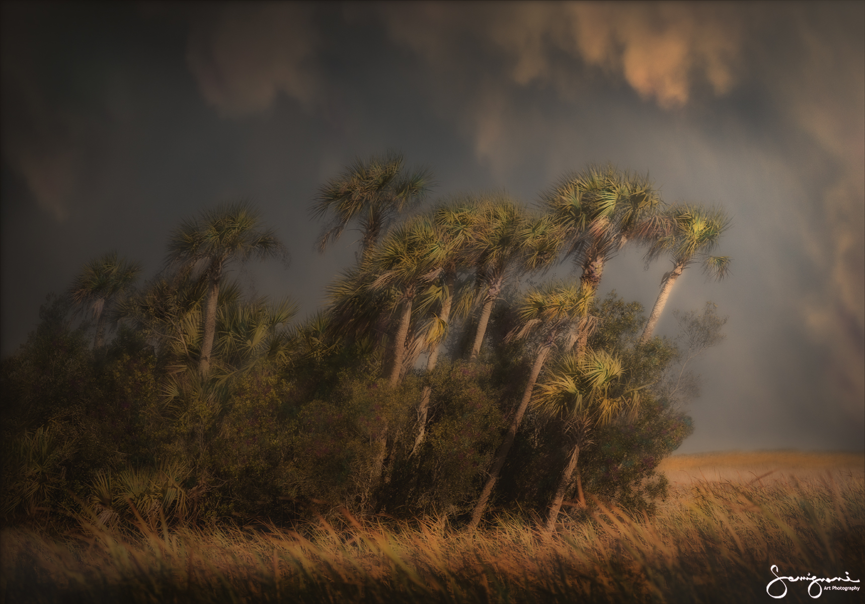 Florida-Everglades Hammock of Palms,