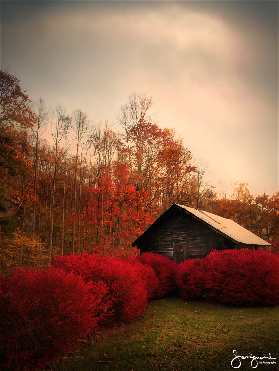 Barn with Red Bushes