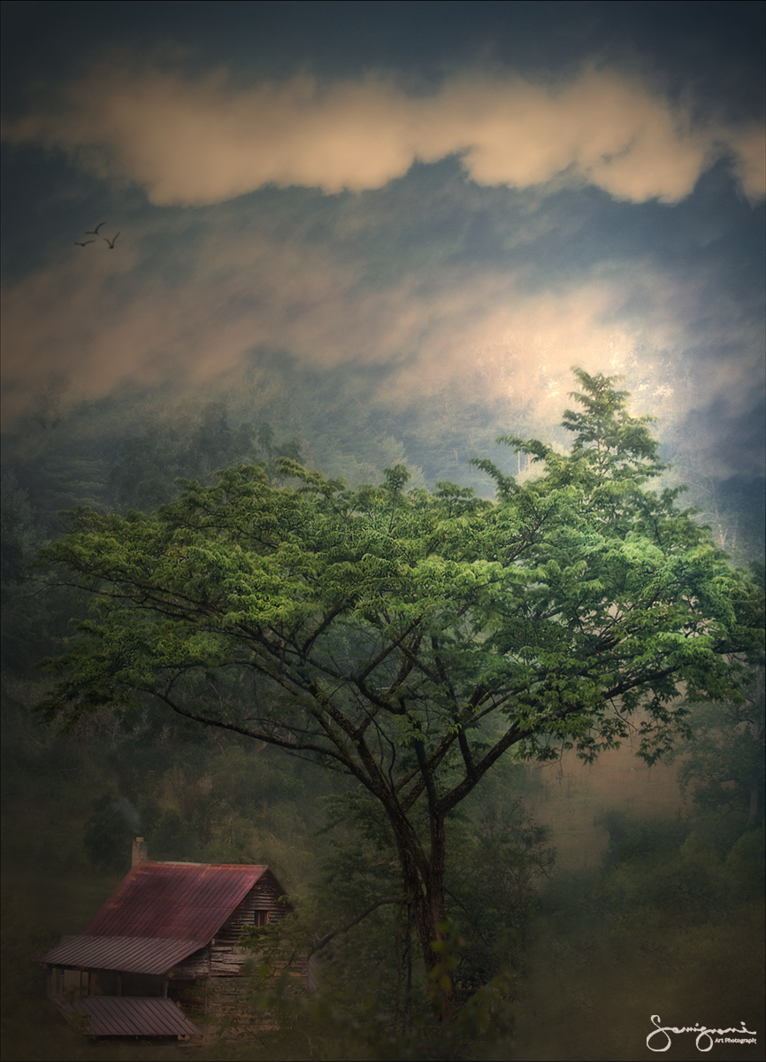 Great Tree and Tin Roof-Iron Duff, NC