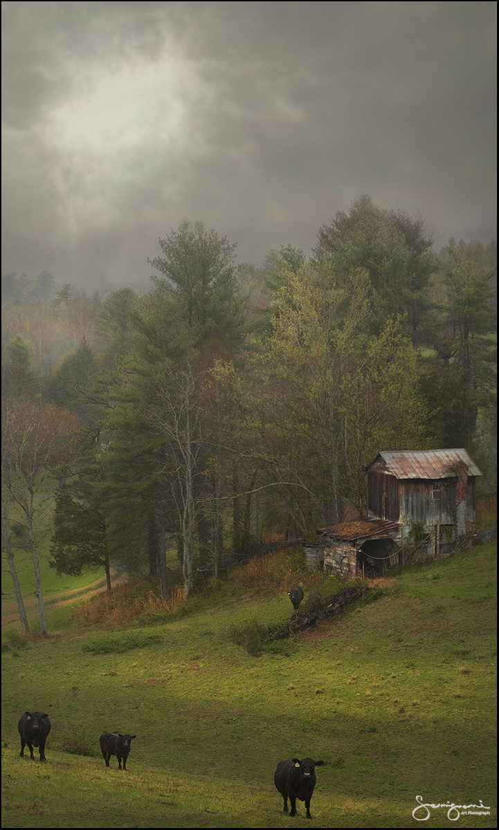 Here Comes the Cows-Mars Hill, NC