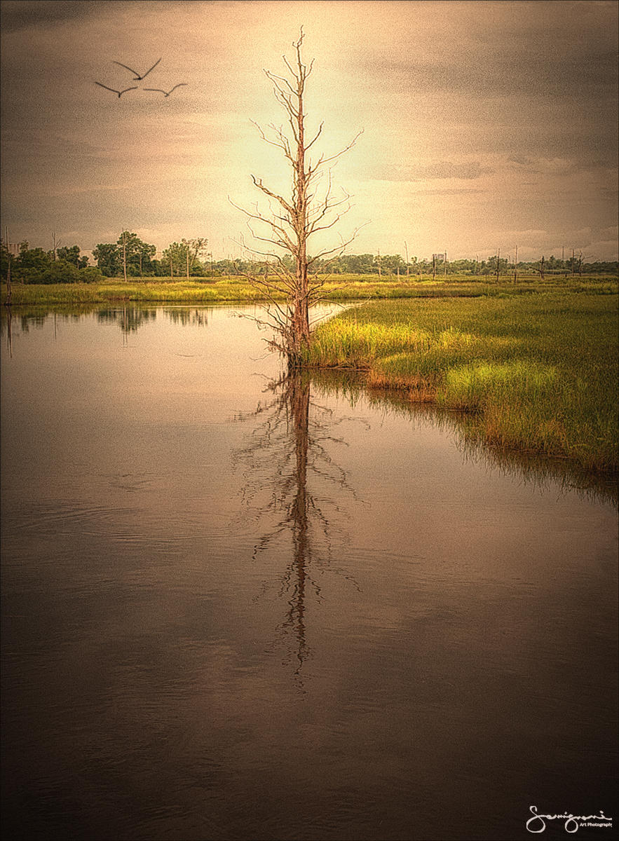 Alone in the Swamp- Wilmington, NC