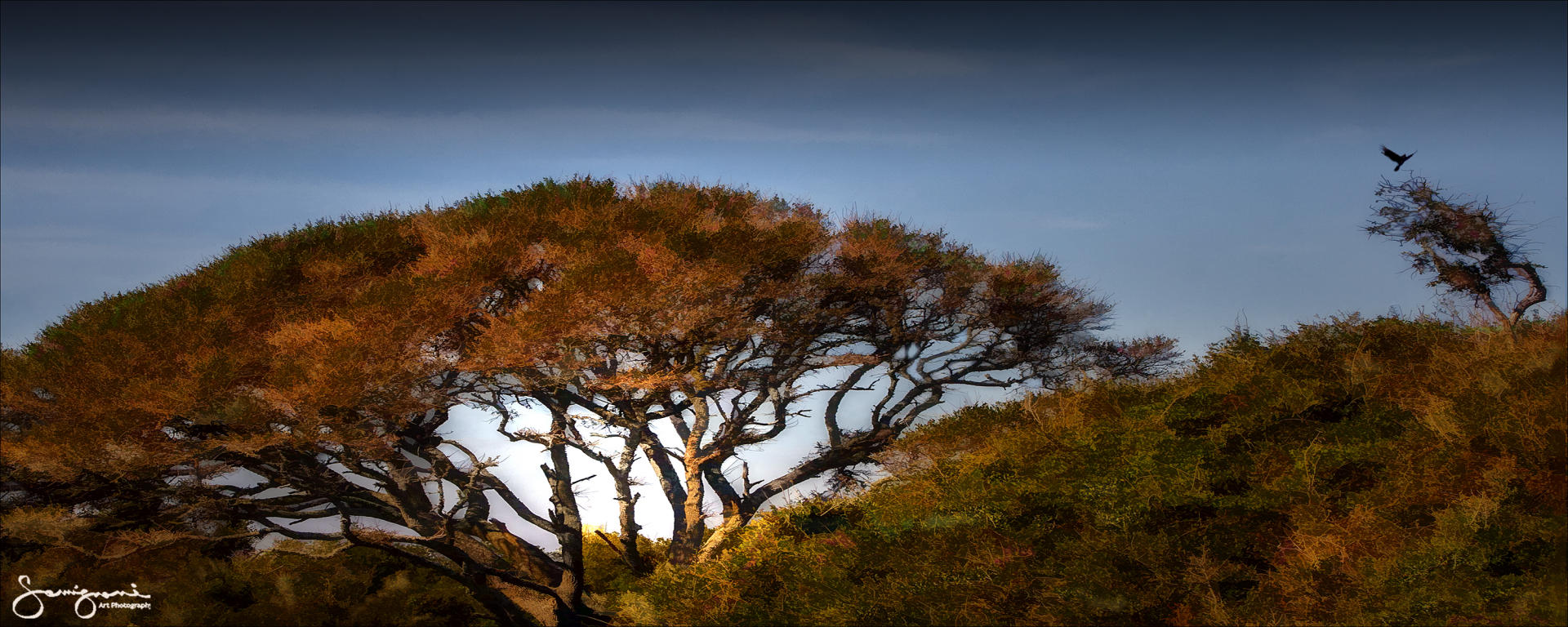 Trees at Fort Fisher- Wilmington, NC