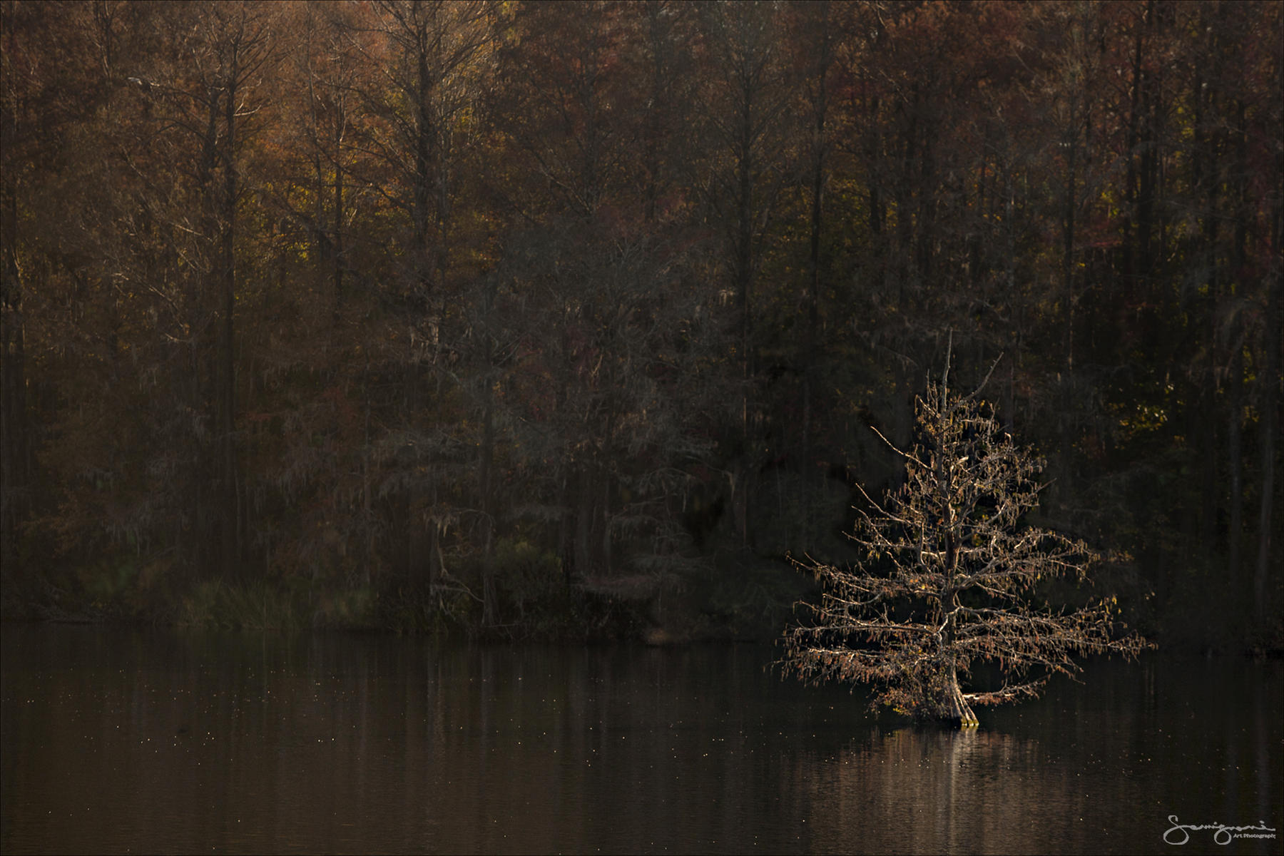 Cypress Tree in Greenfield Lake- 
Wilmington, NC