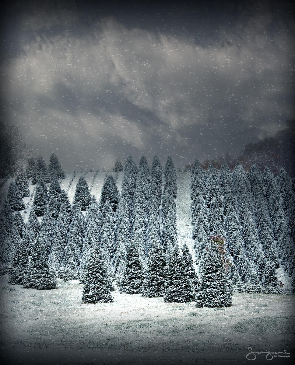 Christmas Tree Farm in Snow-Jonathan Creek, NC