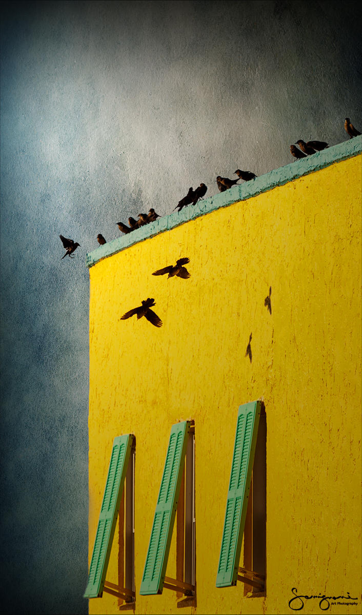 Birds Sunning on Carolina Beach,NC