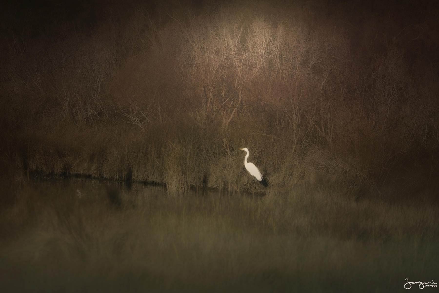 Egret Waiting, 
Wilmington, NC