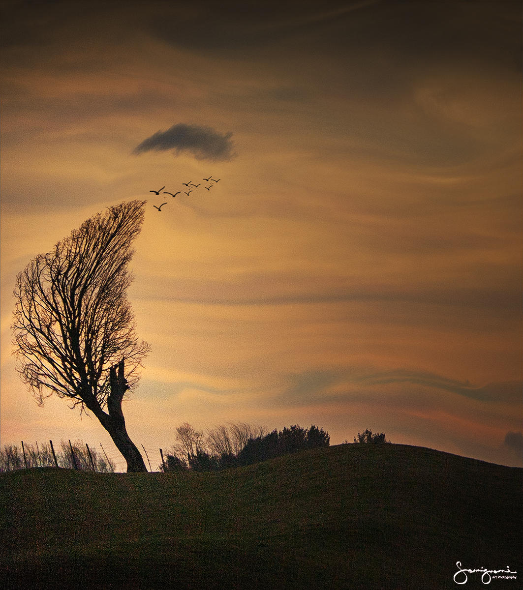 A Tree in the Wind-
Sandy Mush, NC