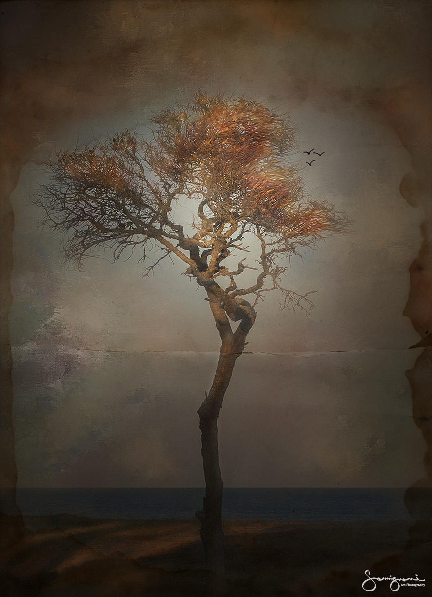 Peaceful Tree-
Fort Fisher, NC