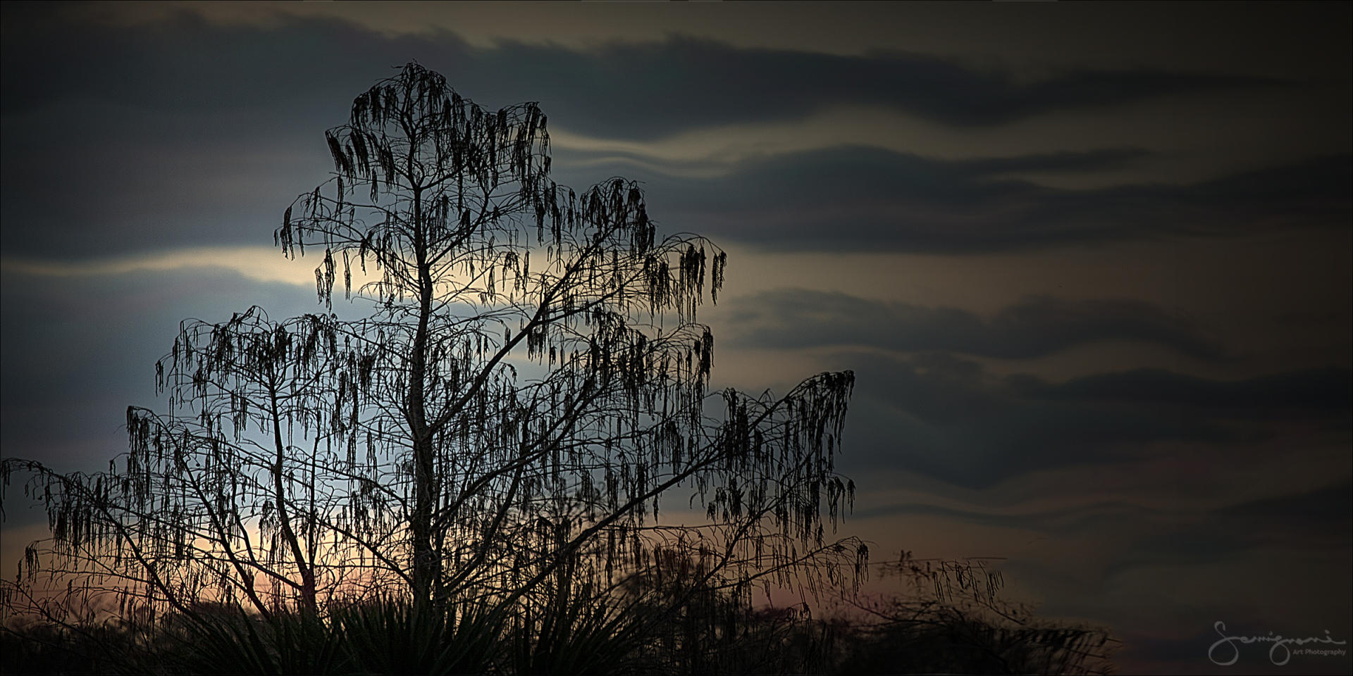 Cool Cypress Tree-
Everglades,FL