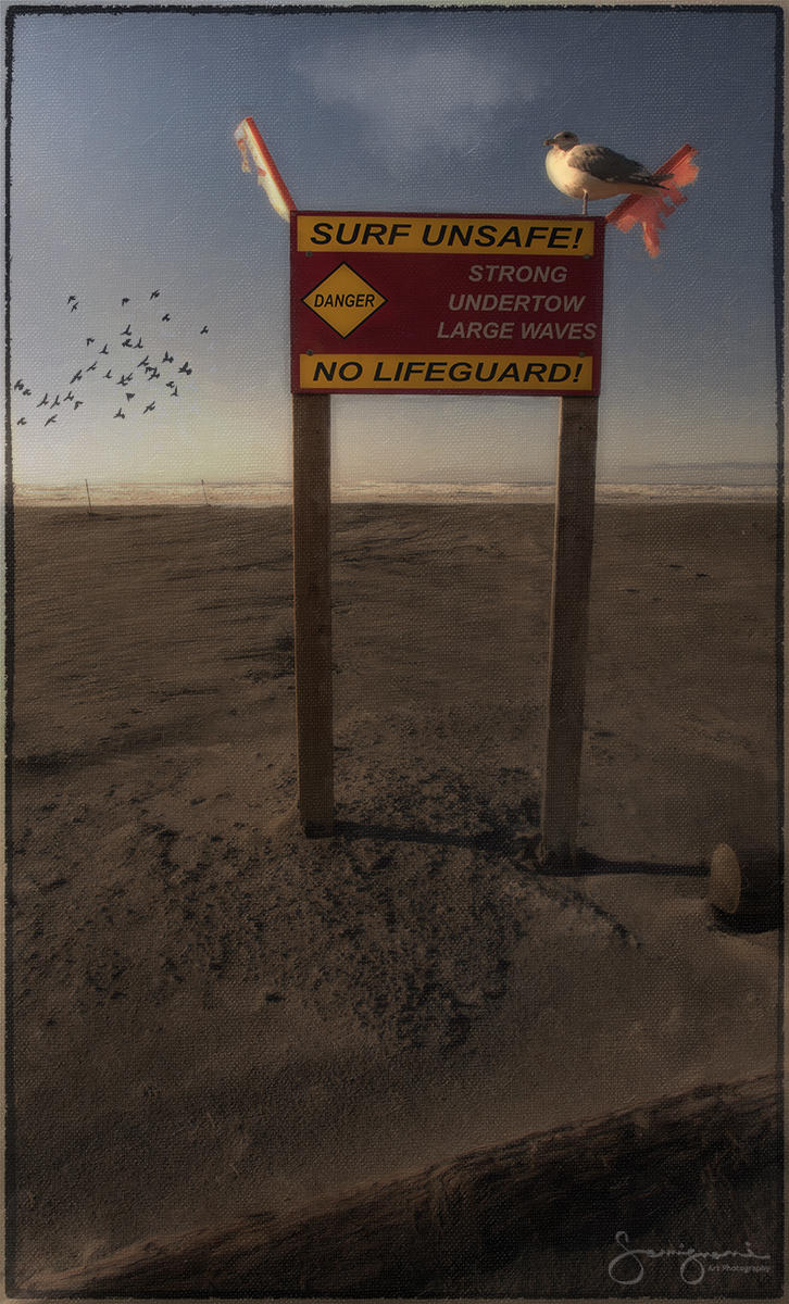 Seagull on Unsafe Surf Sign-
Seaview, WA