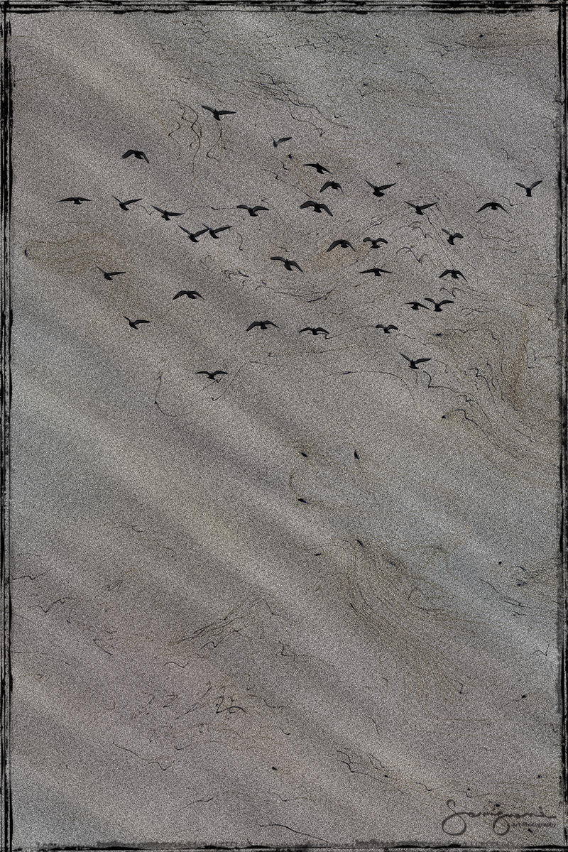 The Birds Over Sand-
Nahcotta, WA