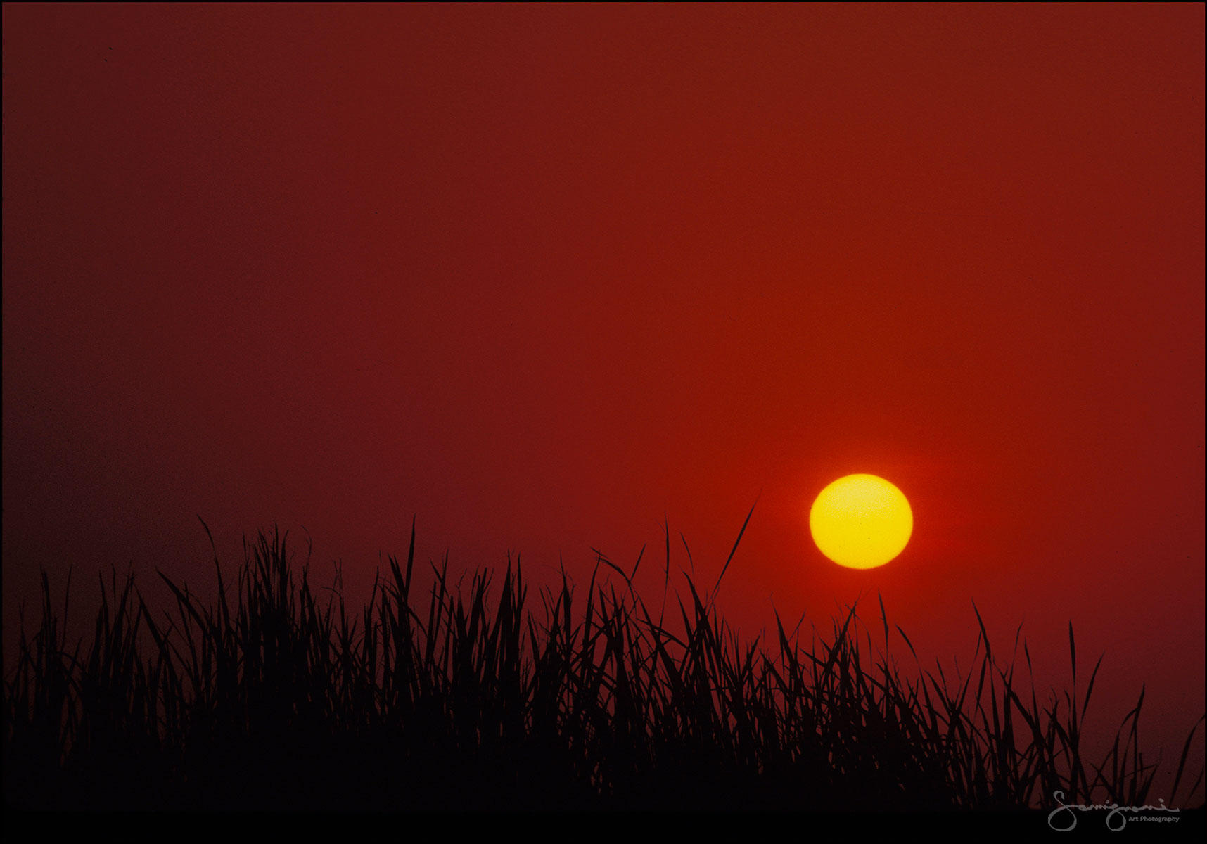 Simplicity-
FL-Everglades