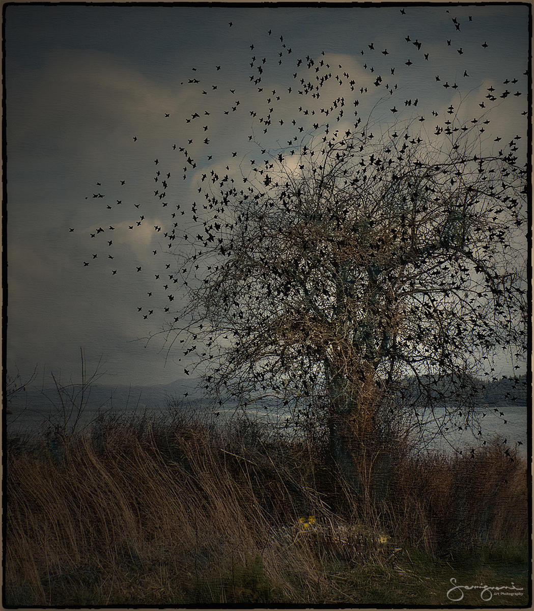 Time to Fly- 
Nahcotta,WA