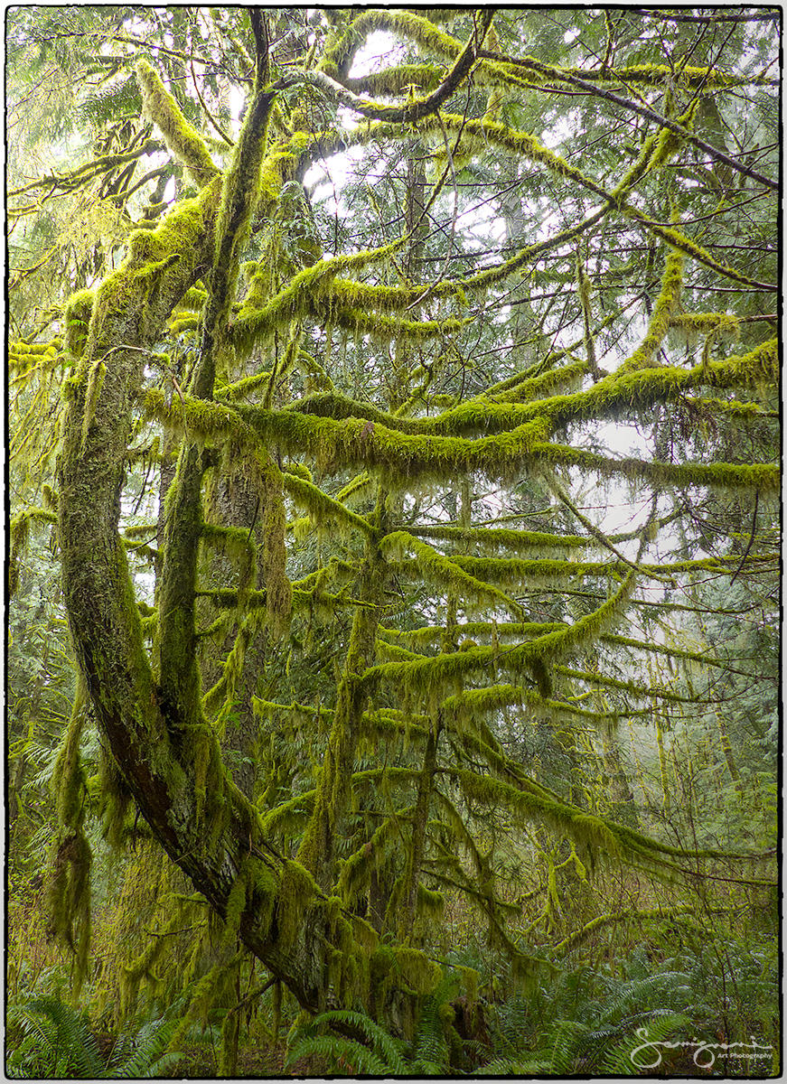 Dancer in the Forest-Issaquah, WA