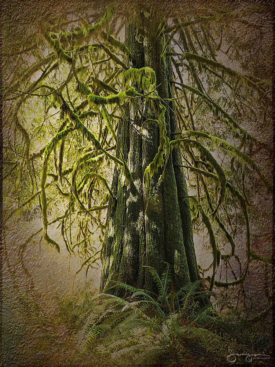 Great Tree and Ferns-
Issaquah, WA