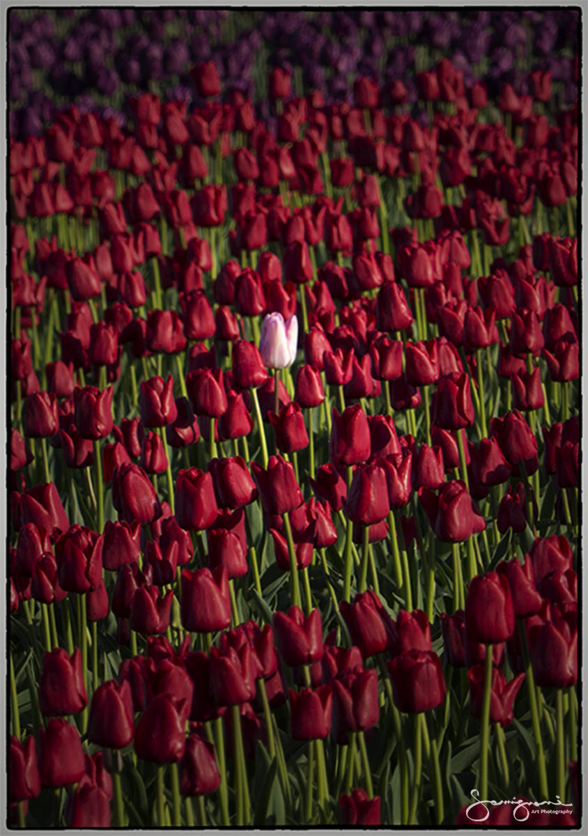 Red Tulips with One White- Anacortes, WA