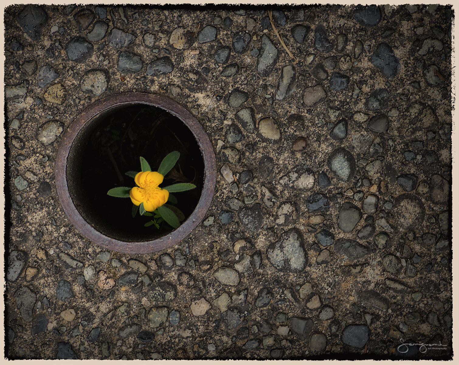 Pipeline Blossom-Seatlle,WA