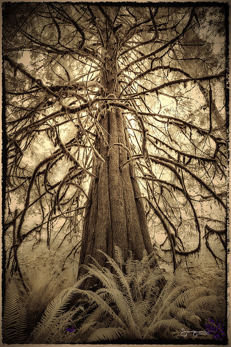 Great Tree with Fens-Issaquah,WA