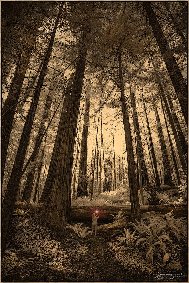 Shelley in the Redwoods-California