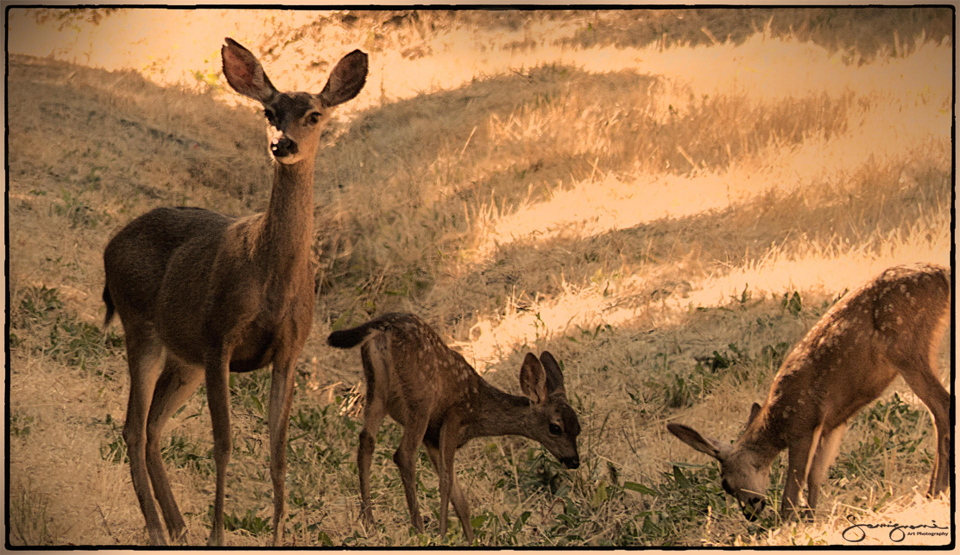 Keeping watch-Redwood City,CA