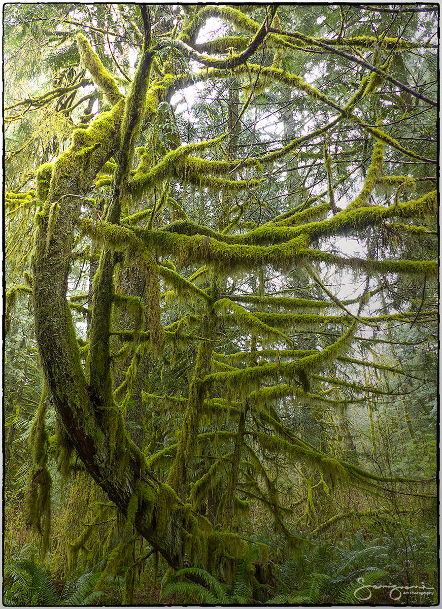 Dancer in the Forest-Issaquah, WA
