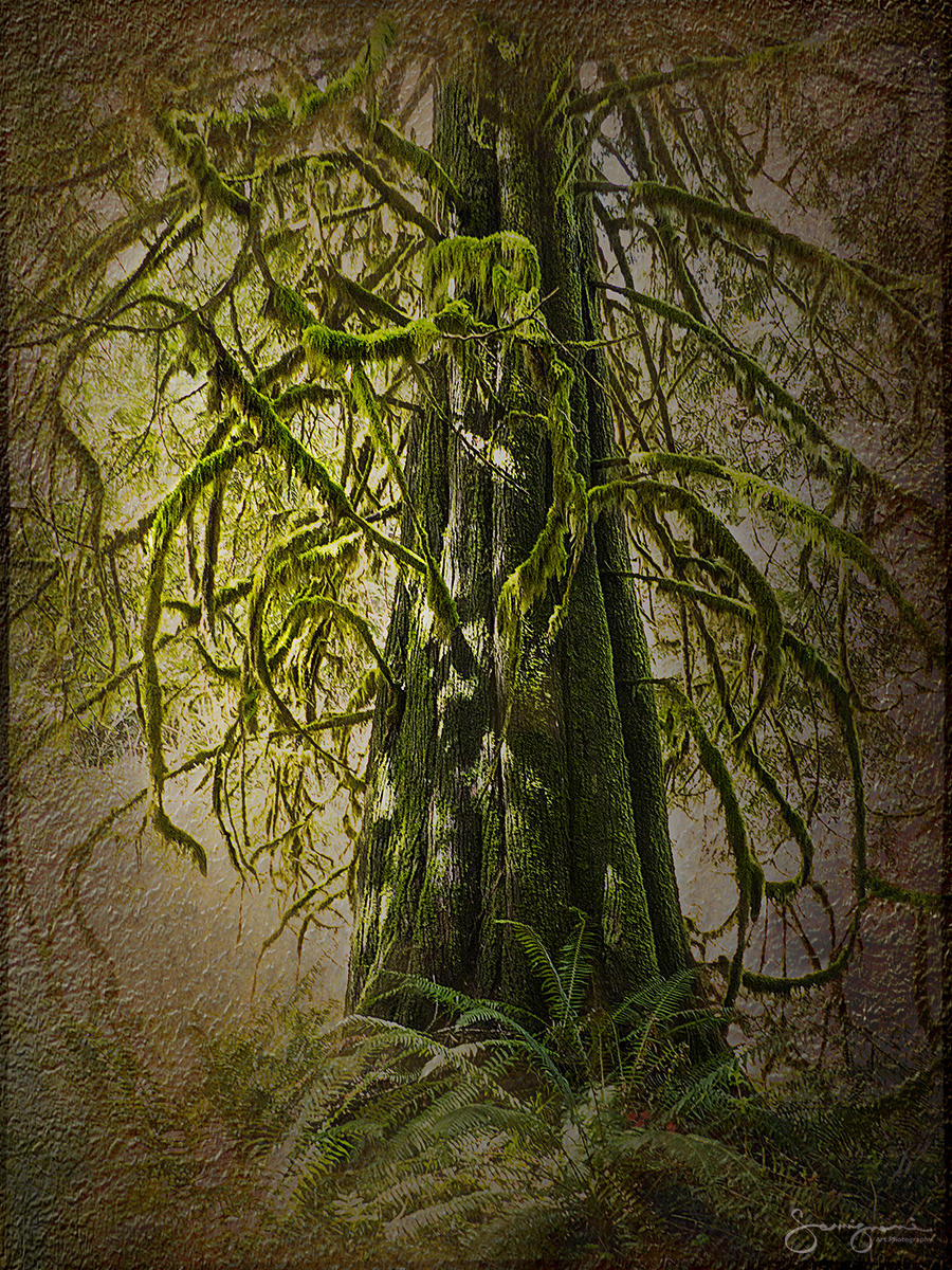 Great Tree and Ferns- Issaquah, WA
