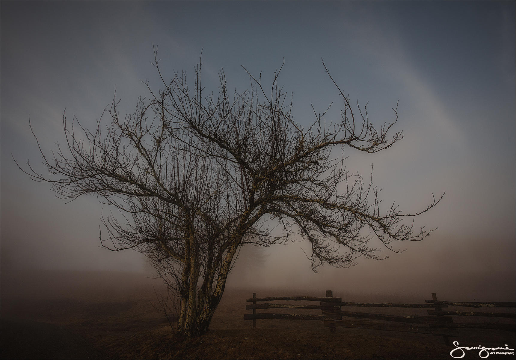 Lonely Tree-
Catoloochee, NC